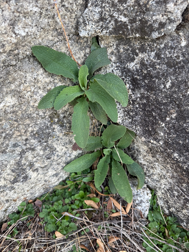Digitalis thapsi (Spanish Foxglove)
