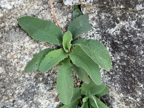 Digitalis thapsi (Spanish Foxglove)