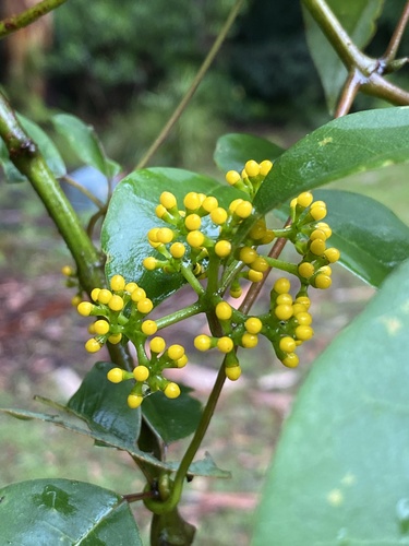Apocissus hypoglauca (Five-Leaved Water Vine) (alternate view 4)