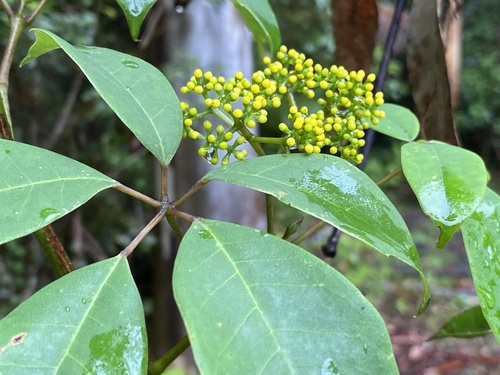 Apocissus hypoglauca (Five-Leaved Water Vine) (alternate view 5)