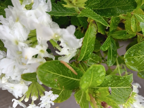 Glandularia × hybrida (garden verbena) (alternate view 5)