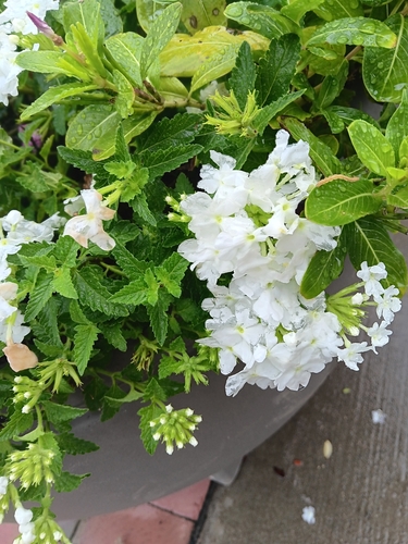 Glandularia × hybrida (garden verbena) (alternate view 6)