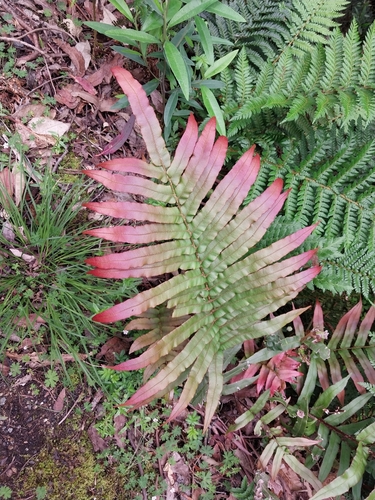 Blechnum wattsii (Hard Water-fern) (alternate view 2)
