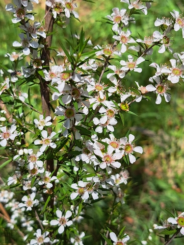 Leptospermum continentale (prickly tea-tree) (alternate view 8)