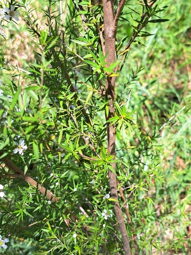 Leptospermum continentale (prickly tea-tree) (alternate view 9)