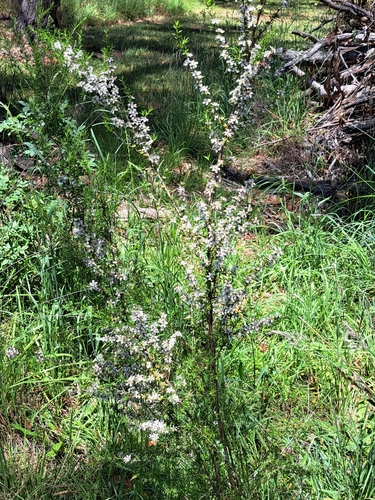 Leptospermum continentale (prickly tea-tree) (alternate view 10)