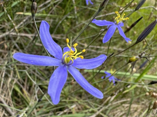 Thelionema caespitosum (Tufted Blue Lily) (alternate view 5)