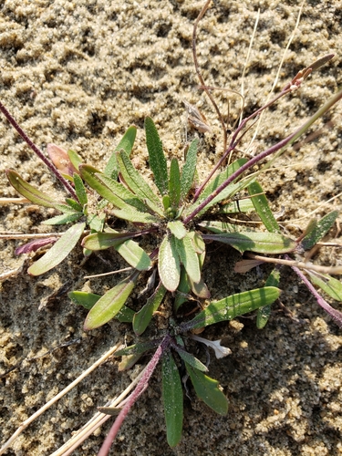 Arabidopsis lyrata (Lyreleaf Rockcress) (alternate view 2)