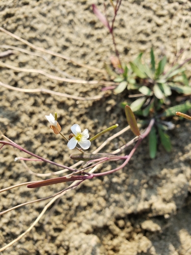 Arabidopsis lyrata (Lyreleaf Rockcress) (alternate view 3)