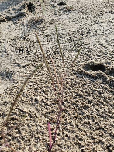 Arabidopsis lyrata (Lyreleaf Rockcress) (alternate view 4)