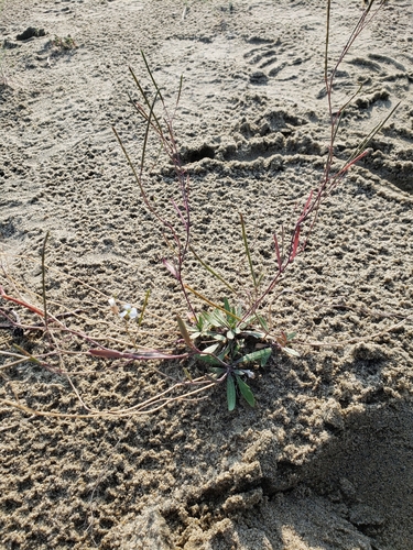 Arabidopsis lyrata (Lyreleaf Rockcress) (alternate view 5)