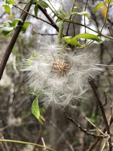 Clematis microphylla (Small-leaved Clematis) (alternate view 4)