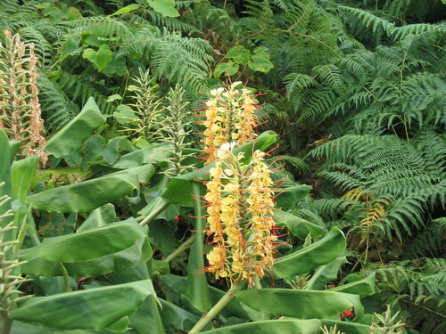 Hedychium gardnerianum (Kahili ginger)