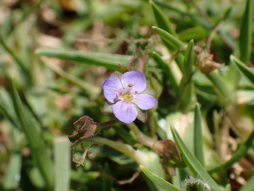 Veronica plebeia (Australian Speedwell) (alternate view 5)