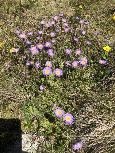 Brachyscome spathulata (Spoon Daisy)