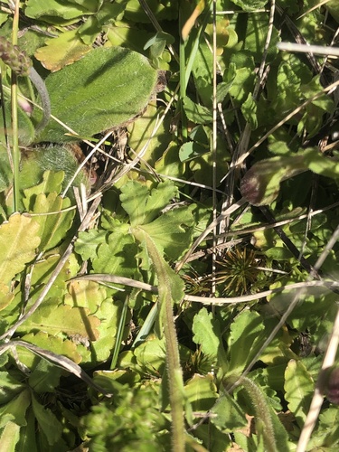 Brachyscome spathulata (Spoon Daisy) (alternate view 2)