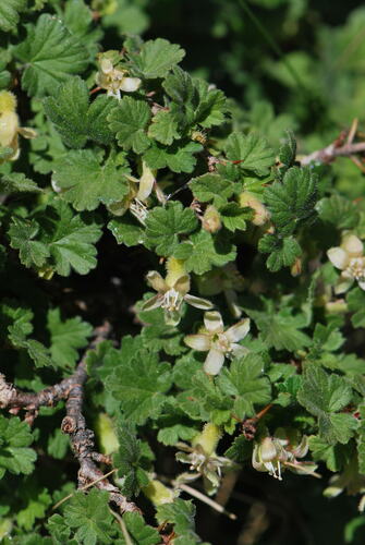 Ribes uva-crispa (European gooseberry)