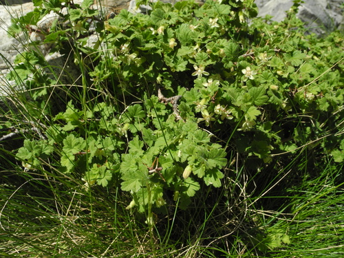 Ribes uva-crispa (European gooseberry)