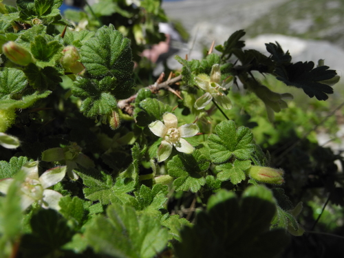 Ribes uva-crispa (European gooseberry)
