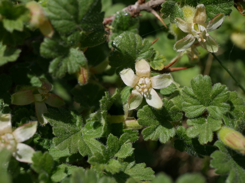 Ribes uva-crispa (European gooseberry)