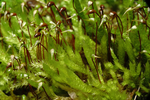 Brachythecium albicans (Whitish Feather-moss)