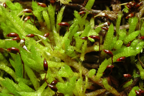 Brachythecium albicans (Whitish Feather-moss)