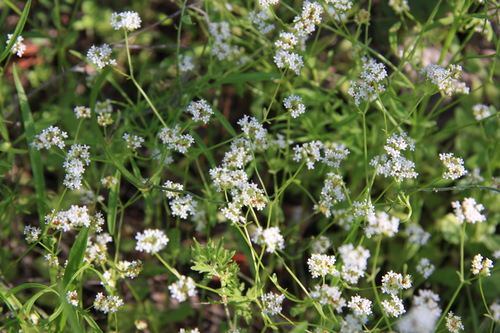 Valerianella (Cornsalads) (alternate view 7)