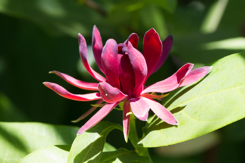 Calycanthus occidentalis (Western Spice Bush) (alternate view 3)