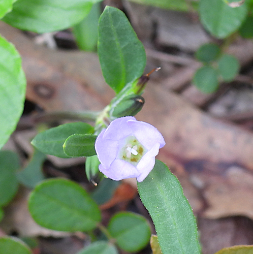 Brunoniella australis (Blue Trumpet) (alternate view 5)