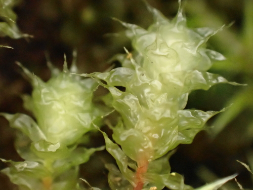 Ptychomnion aciculare (pipe-cleaner moss) (alternate view 7)