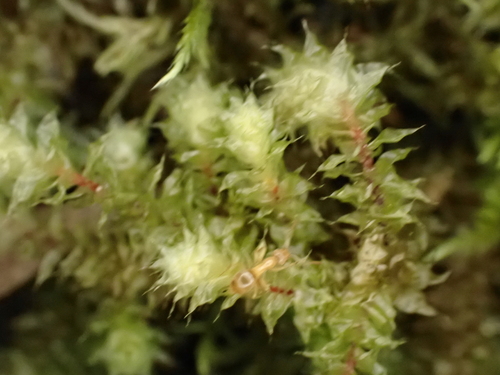 Ptychomnion aciculare (pipe-cleaner moss) (alternate view 8)