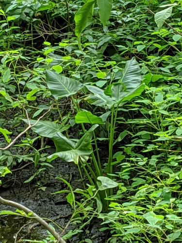 Peltandra virginica (Green Arrow Arum) (alternate view 2)