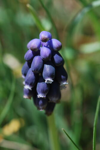 Muscari neglectum (Musk Hyacinth)