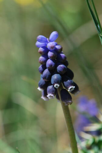 Muscari neglectum (Musk Hyacinth)