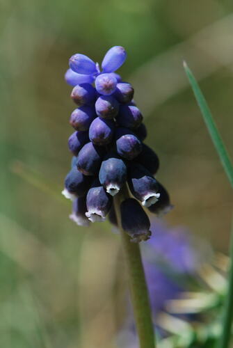 Muscari neglectum (Musk Hyacinth)