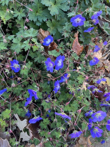 Geranium wallichianum (Purple-vein geranium)