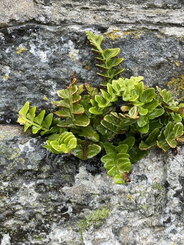 Asplenium marinum (sea spleenwort)