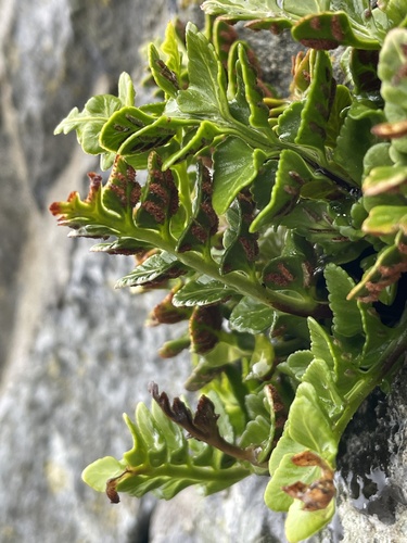 Asplenium marinum (sea spleenwort)
