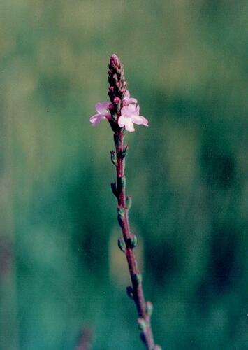 Verbena officinalis (Common vervain)