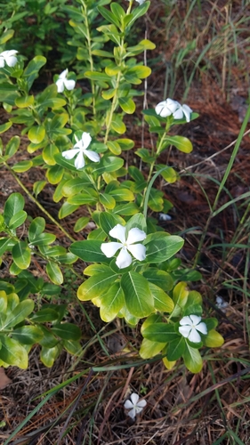 Catharanthus roseus (Vinca / Periwinkle)
