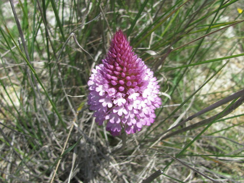Anacamptis pyramidalis (pyramidal orchid)