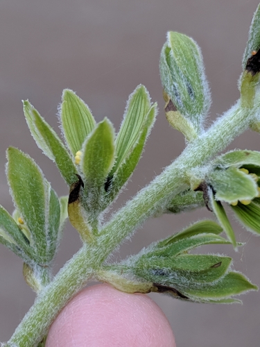 Veratrum viride (green false hellebore)