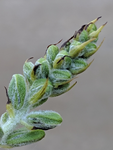 Veratrum viride (green false hellebore)