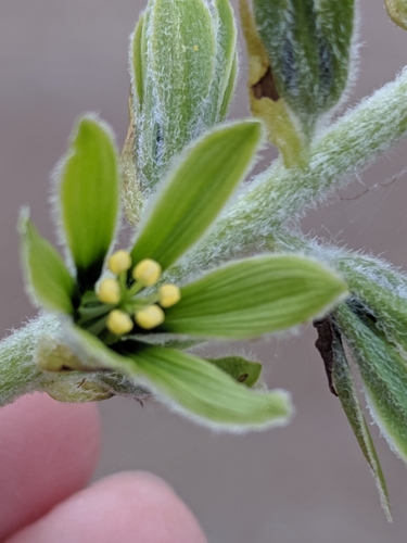 Veratrum viride (green false hellebore)