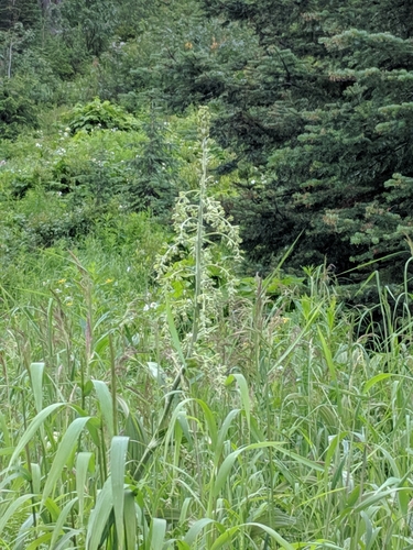 Veratrum viride (green false hellebore)