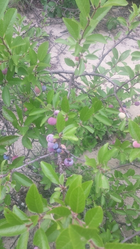 Prunus maritima (Beach Plum) (alternate view 8)