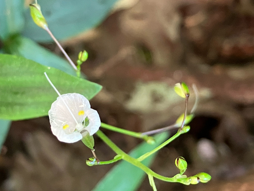 Aneilema acuminatum (Pointed Aneilema) (alternate view 3)