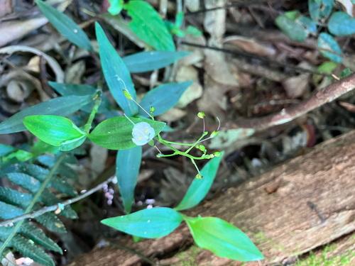 Aneilema acuminatum (Pointed Aneilema) (alternate view 4)