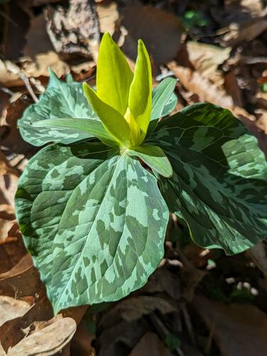 Trillium luteum (Yellow Trillium)