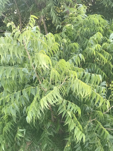 Sapindus drummondii (Western Soapberry) (alternate view 2)